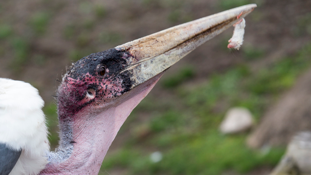 Illustration for article titled This Stork Is Very Ugly, But It Seems Sick So Let’s Go Wild For It Before It Dies